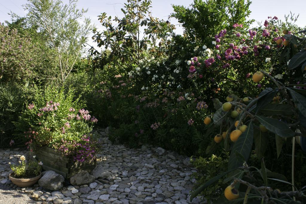 Bed and Breakfast Il Vecchioliveto Di Ornella à Marrùbiu Extérieur photo